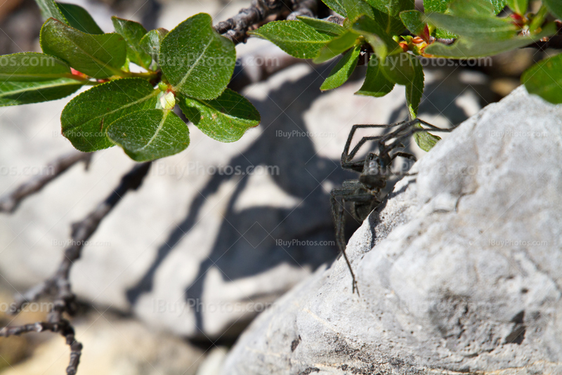 Mountain black spider in the Rockies