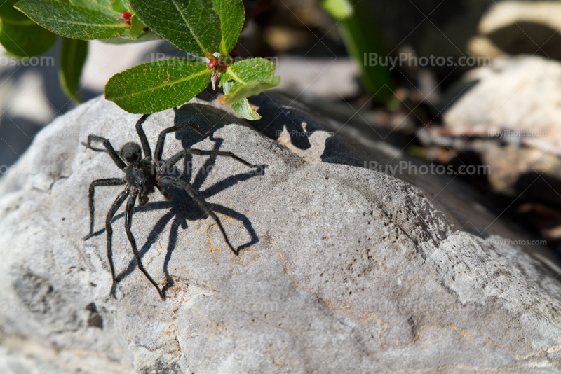 Black spider on rocks in Alberta