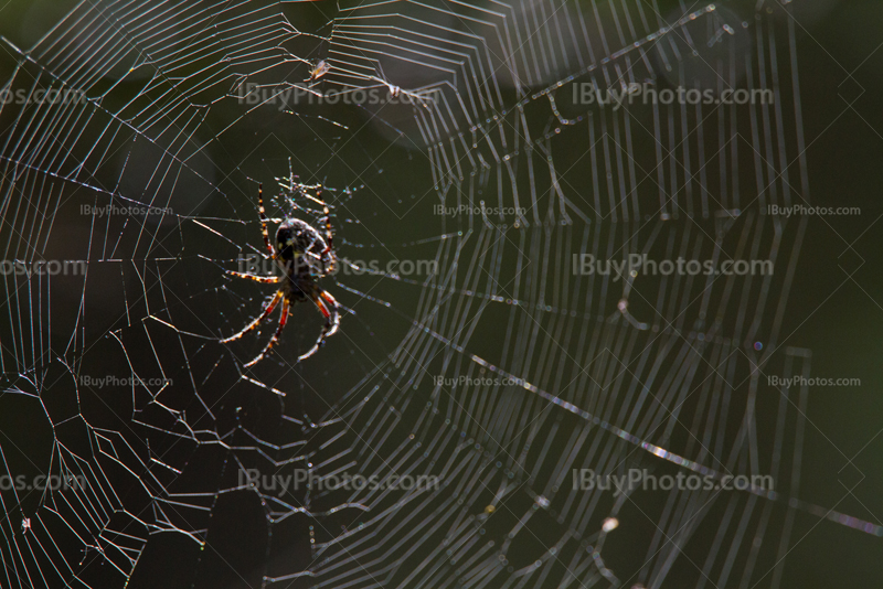 Spider on a spiderweb