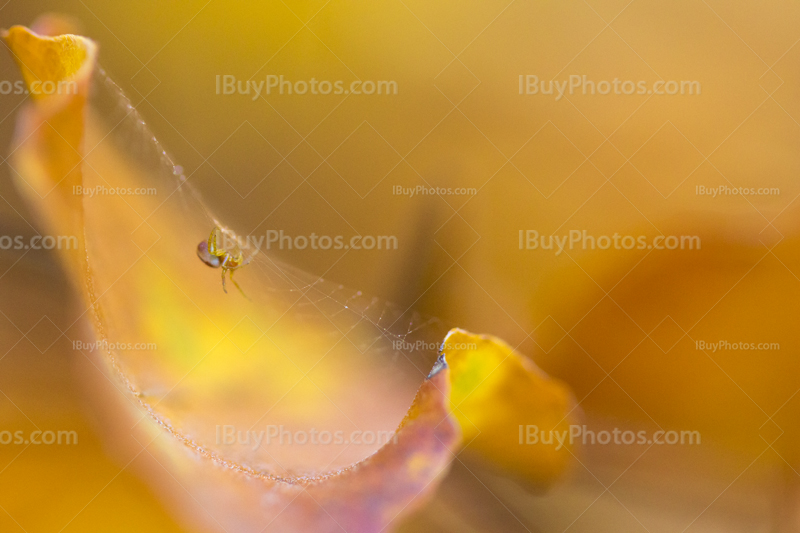 Spider autumn 001