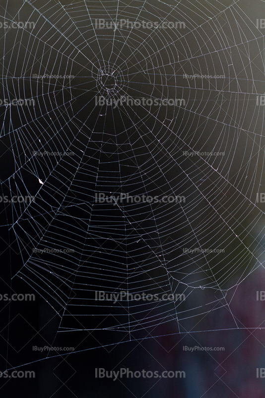 Spiderweb without spider
