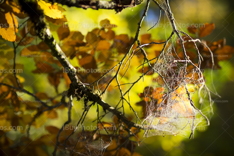 Spiderweb autumn 001