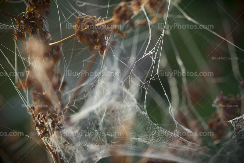 Spiderweb autumn 002