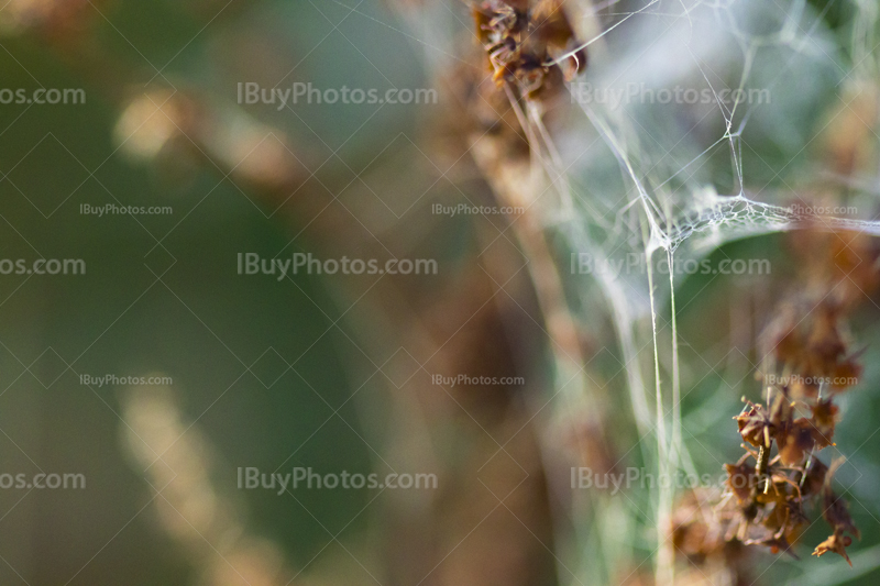 Spiderweb autumn 003