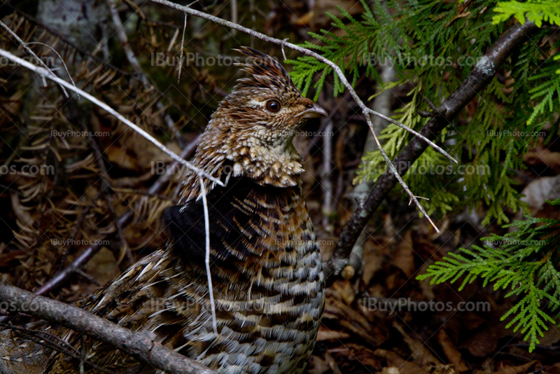 Western Capercaillie among branches and leaves