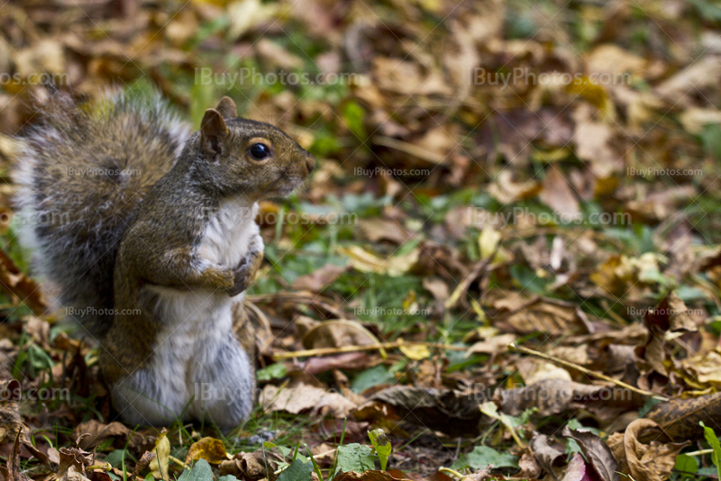 écureuil debout entouré de feuilles d'Automne