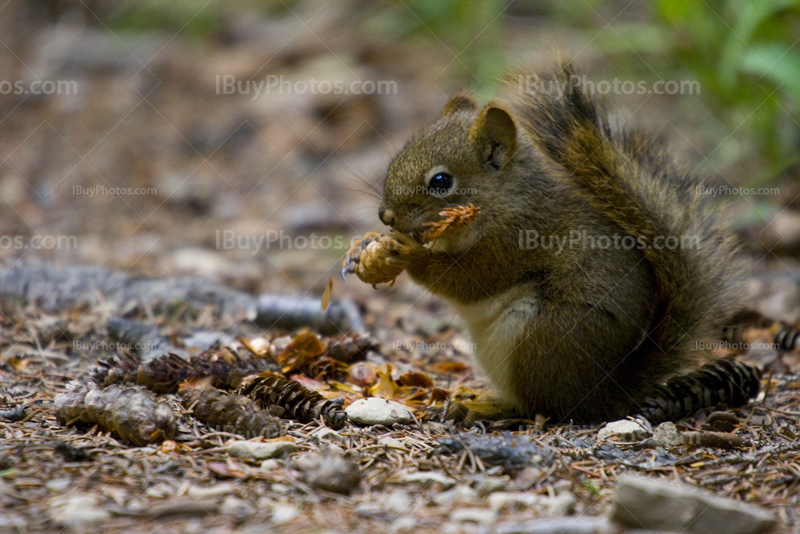 Baby squirrel eating pine cone