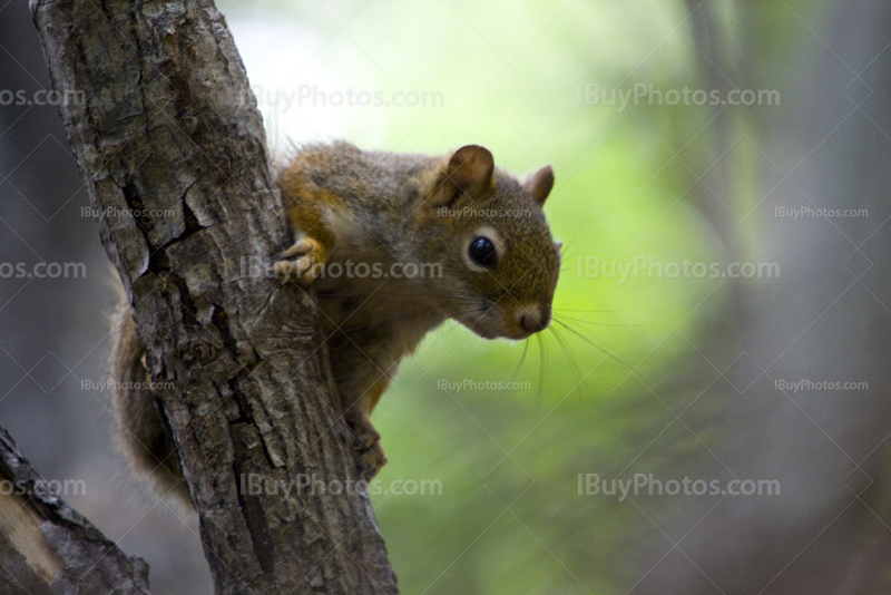 Squirrel on branch in tree in forest