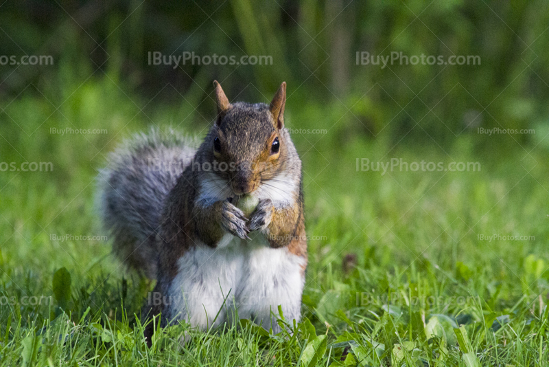 écureuil mange une noix dans l'herbe
