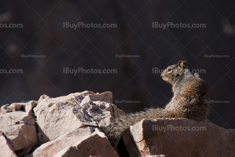 Squirrel seating on rocks in Grand Canyon
