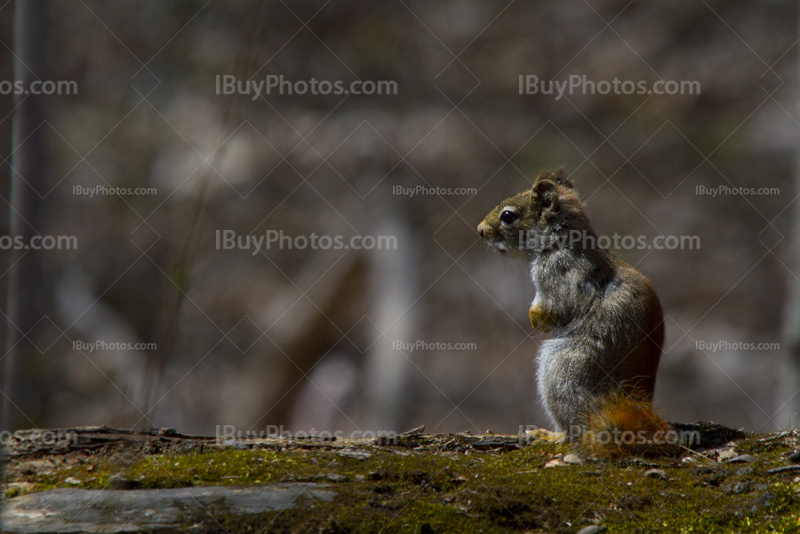 Squirrel standing on trunk covered with moss