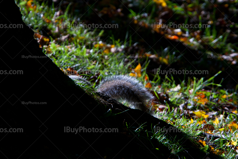 Squirrel jumping behind tree root