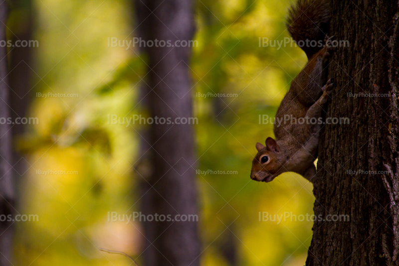 Squirrel on a trunk in forest