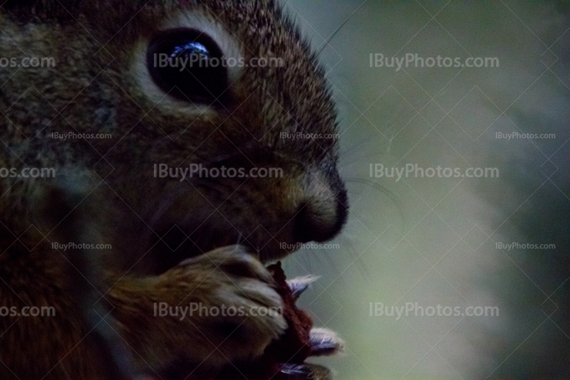Squirrel eating pine cone close up