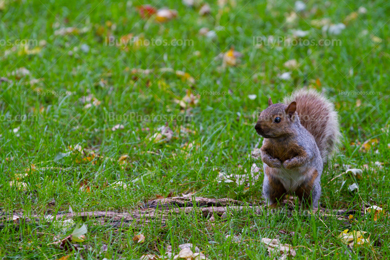 Squirrel standing on grass with Autumn leaves