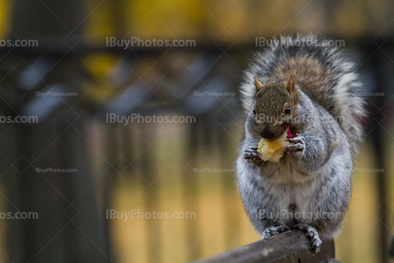 Squirrel holding apple on bench on blurry background with Autumn colors