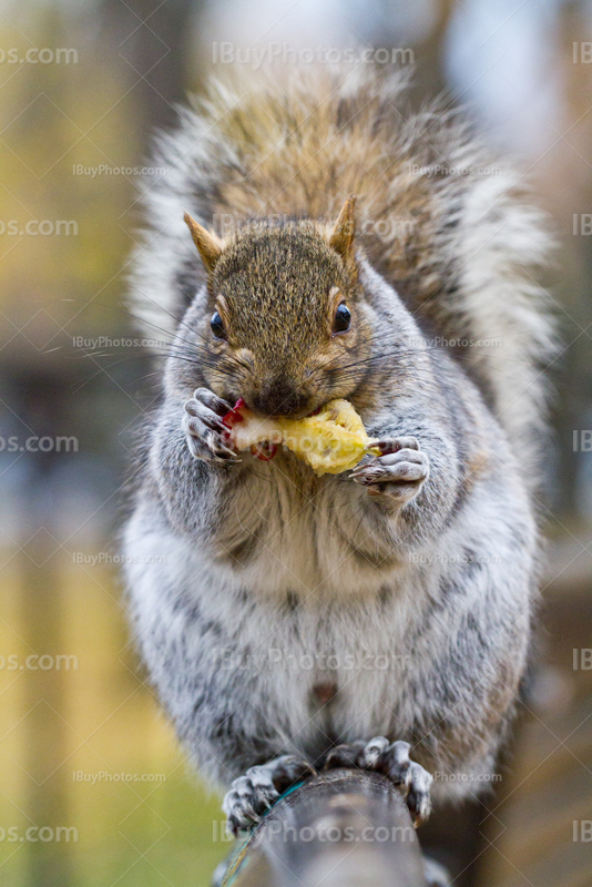 Squirrel eating apple on bench, close-up photography