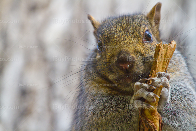 Squirrel holding stick on branch on blurry tree trunk background