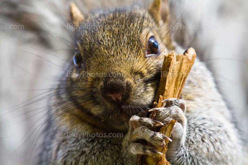 Squirrel holding branch close-up, animal portrait