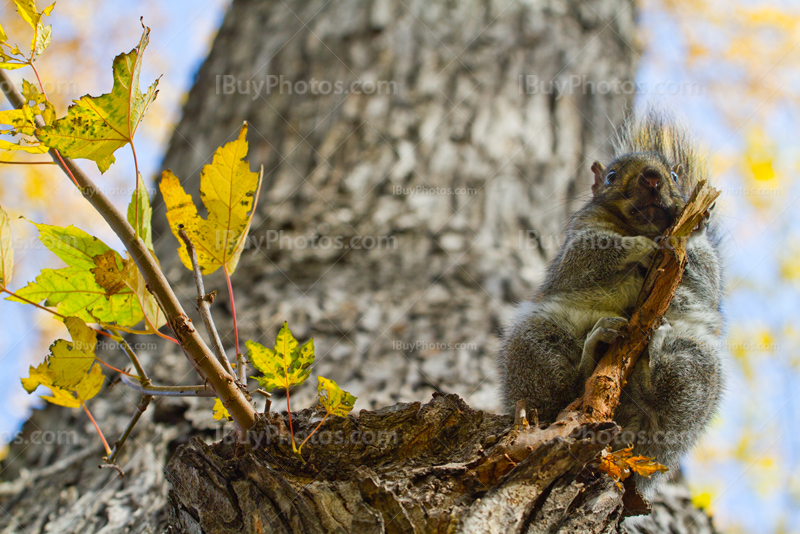 Squirrel holding branch on tree with autumn leaves on background, low angle
