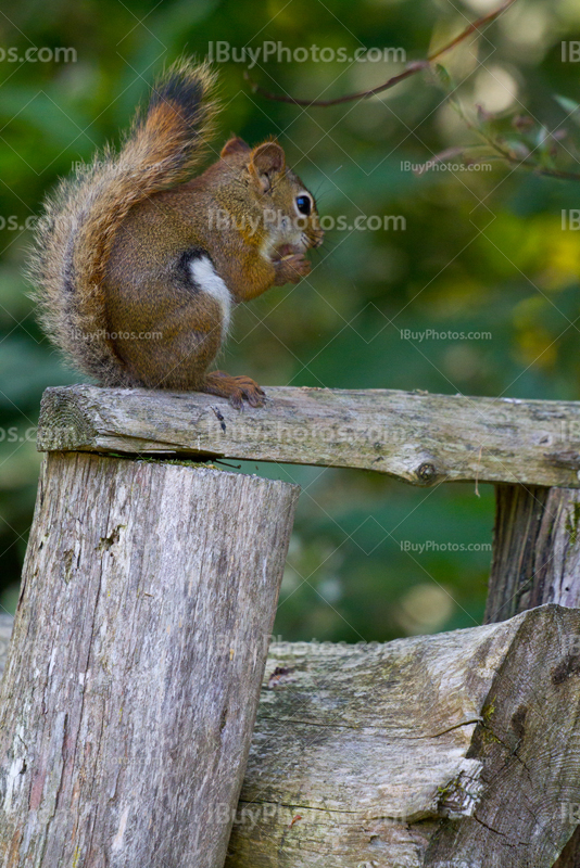 Squirrel eating nut and standing on wood fence