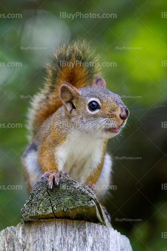 Squirrel standing on wooden fence pole