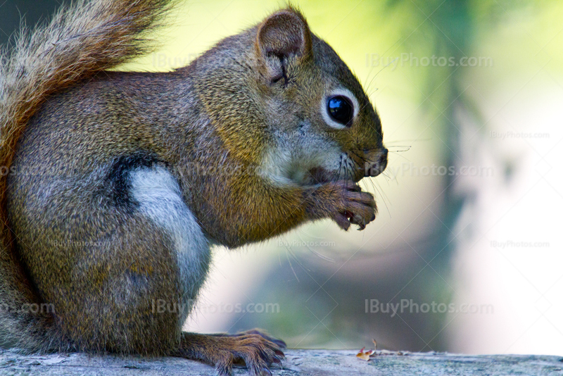 Squirrel eating nut on piece of wood, close-up