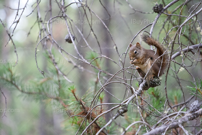 Squirrel eating pine cone among branches