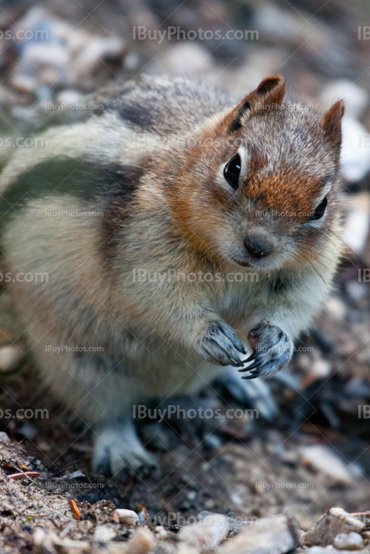 Ground squirrel close-up