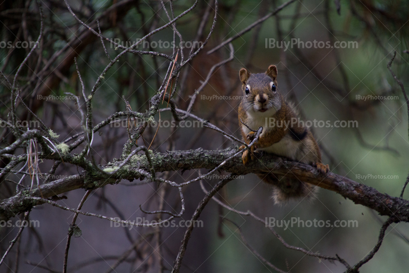 Squirrel looking on branch in pine tree