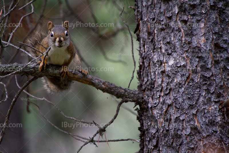 Squirrel seating on branch in tree