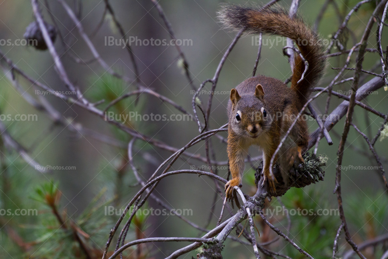 Squirrel on pine tree branch