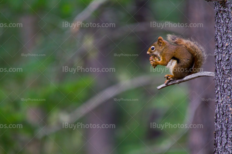 Squirrel eating pine cone on branch