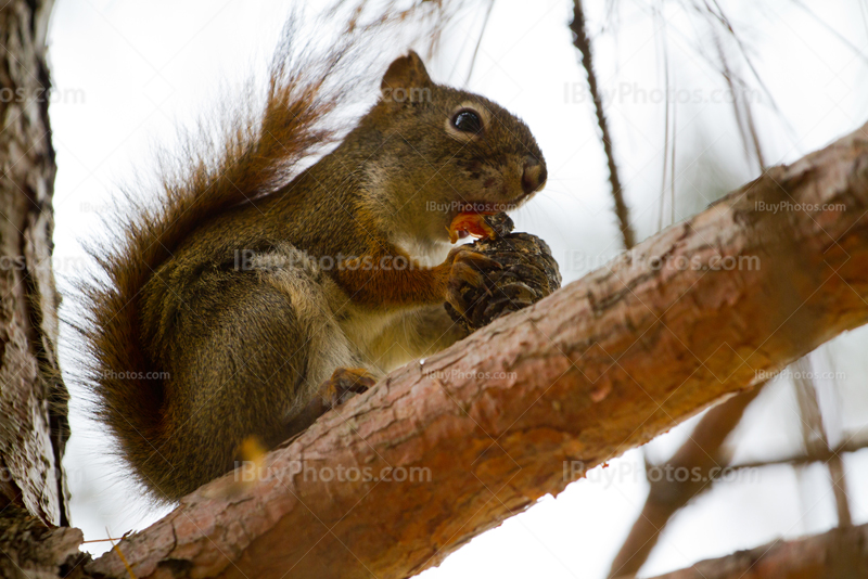 Squirrel eating cone in pine tree on branch