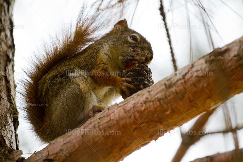 Squirrel eating pine cone on a branch