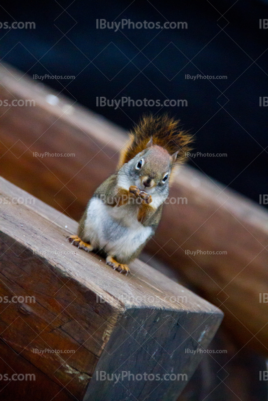 écureuil tient nourriture dans ses mains, debout sur banc en bois