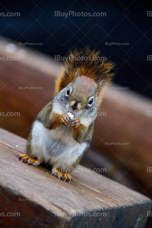 Squirrel standing and eating on wooden bench