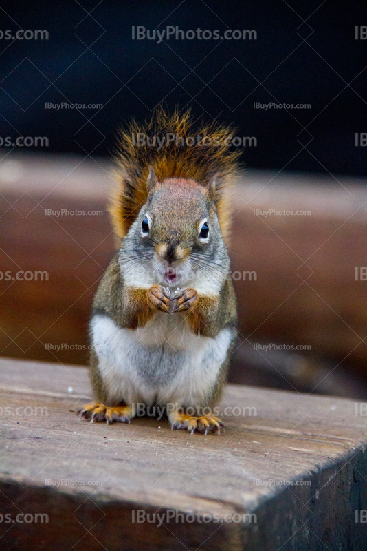 Squirrel eating on wood bench