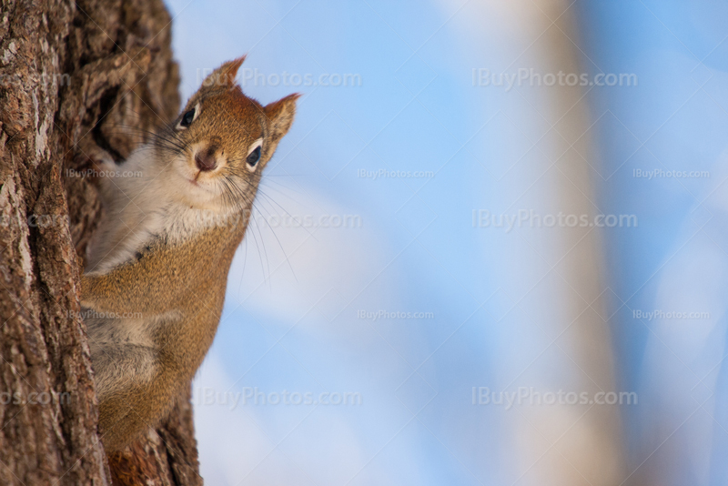 Squirrel looking on tree