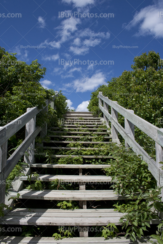 Escaliers en bois vers le ciel, entourés de buissons