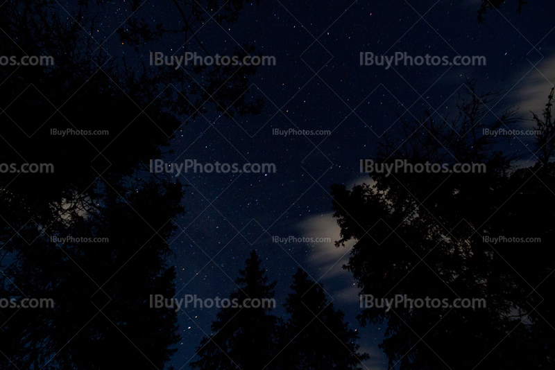 Stars above spruce trees top, forest at night