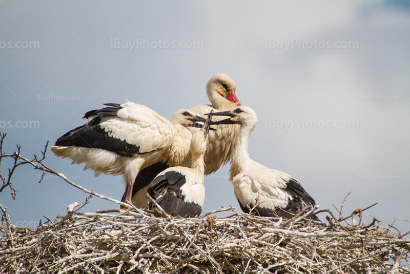 Stork babies 001