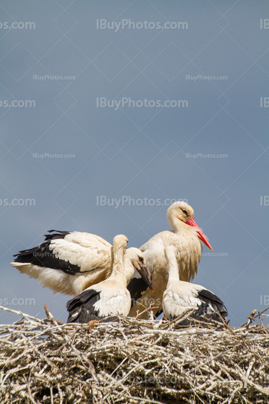 Stork babies 002