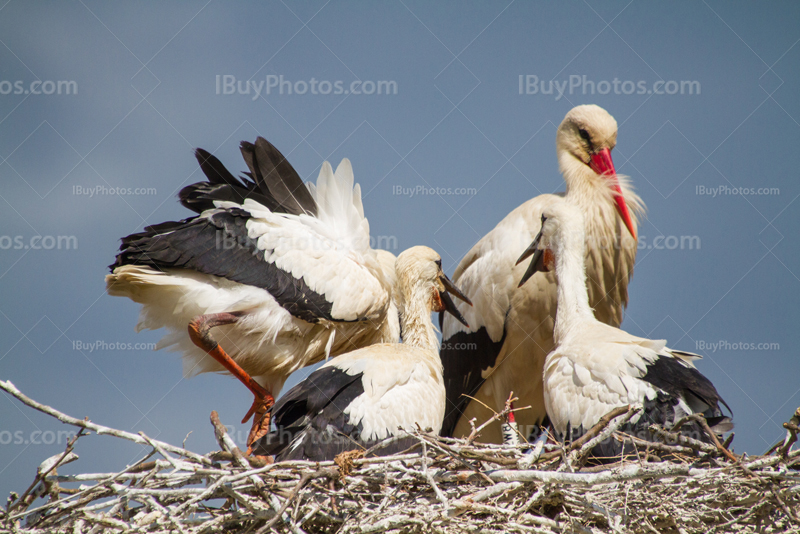 Stork babies 003