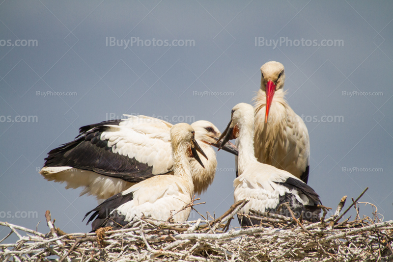 Stork babies 004