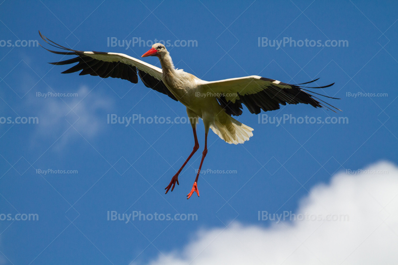 Stork flying 002