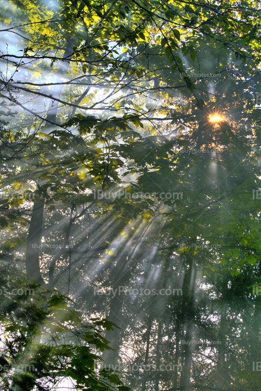 Rayons de soleil au travers des branches d'arbres en photo HDR