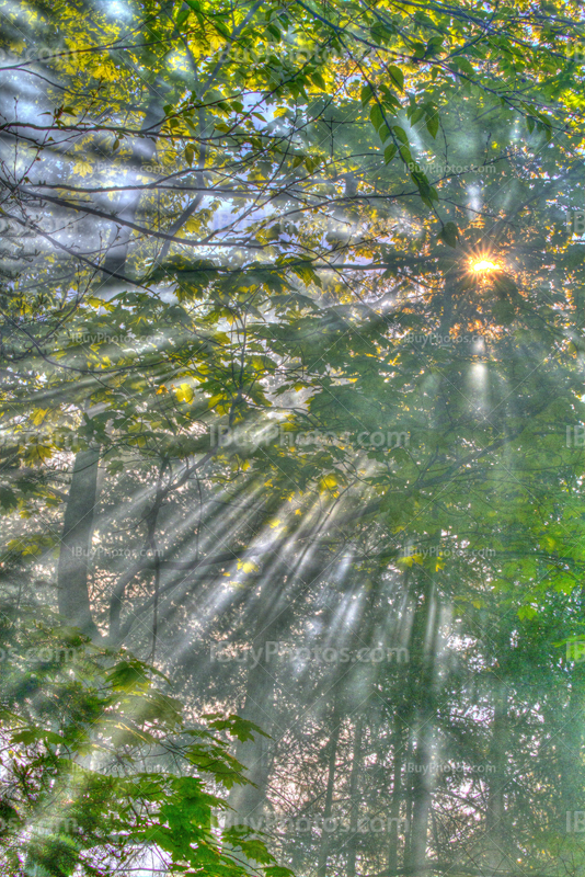 Sunbeams through tree branches and leaves HDR