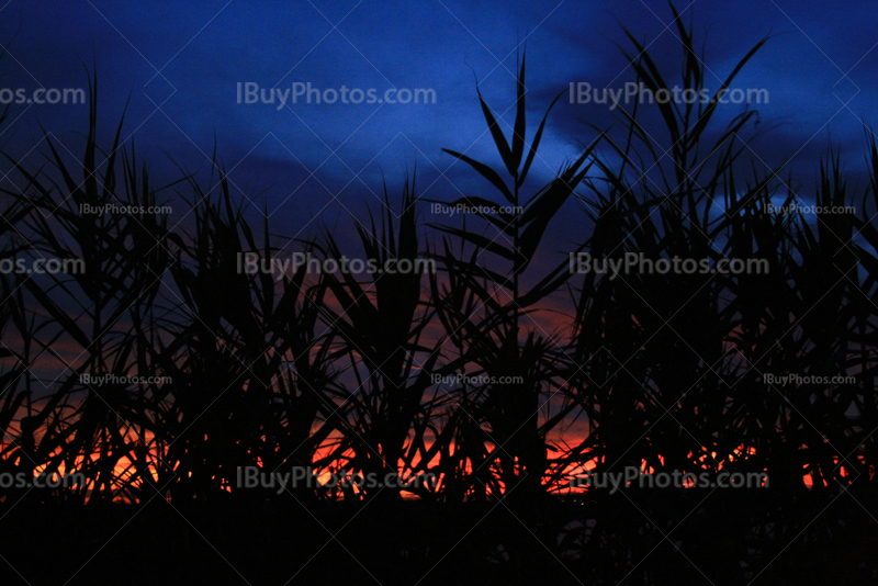 Red and blue sky at sunset with reed silhouettes