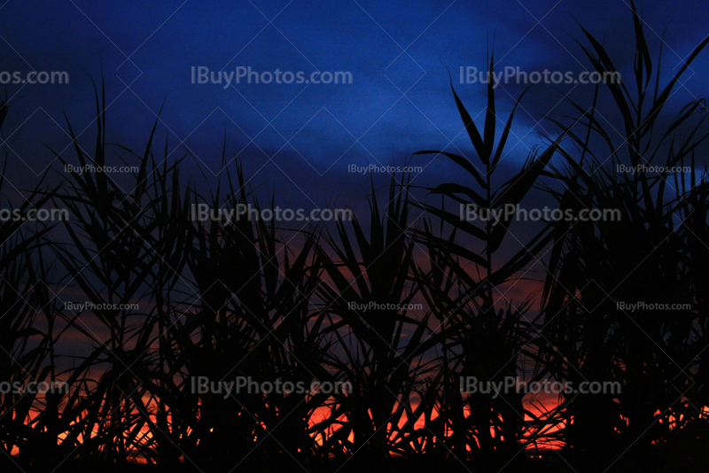 Ciel rouge au coucher de soleil à travers des roseaux